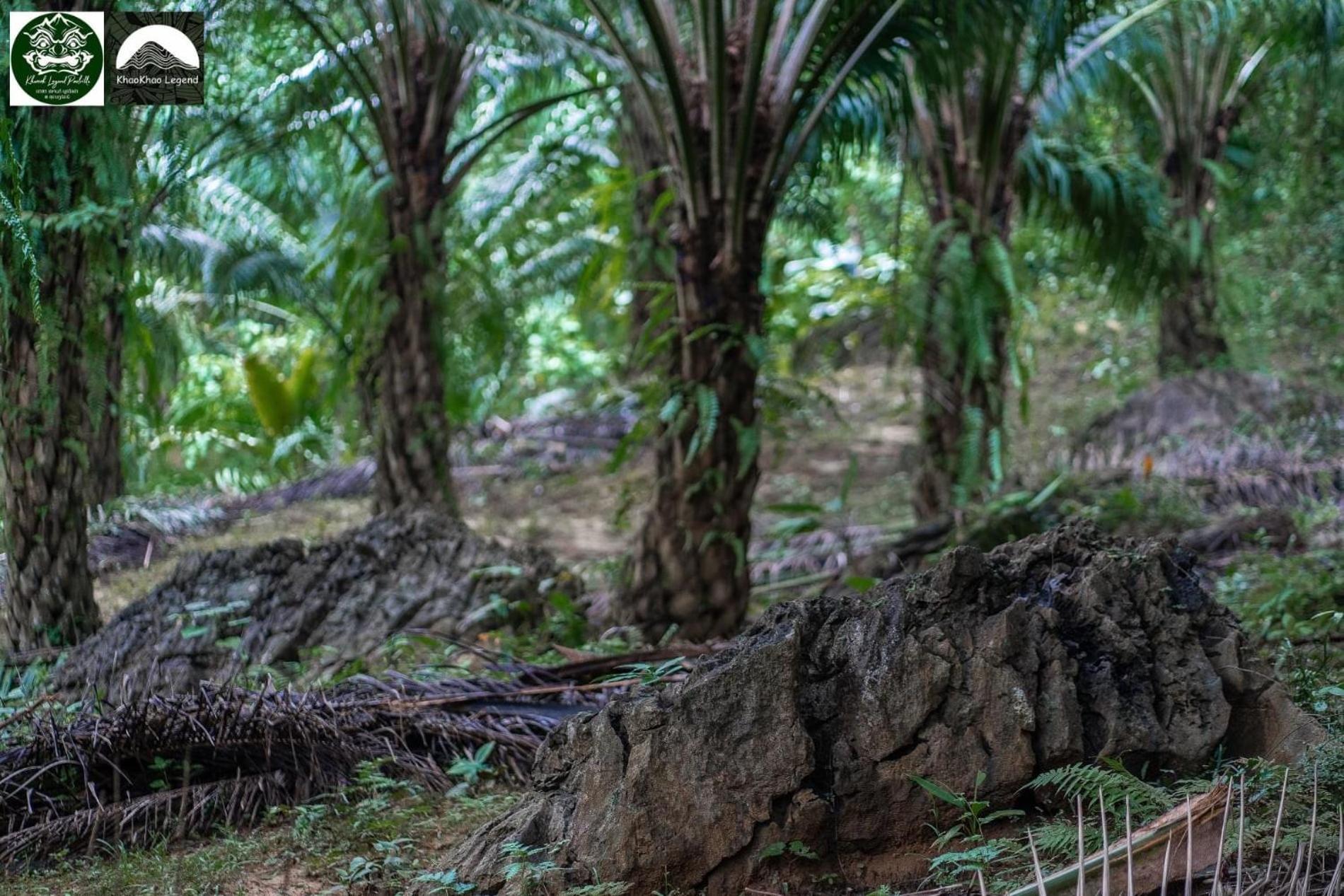 فيلا Khaosok Legend Khao Sok National Park المظهر الخارجي الصورة